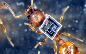 Ant with Microchip