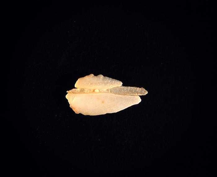 Putah Creek salmon otolith