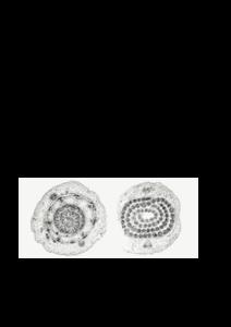 Shoot cross sections C3 versus C4