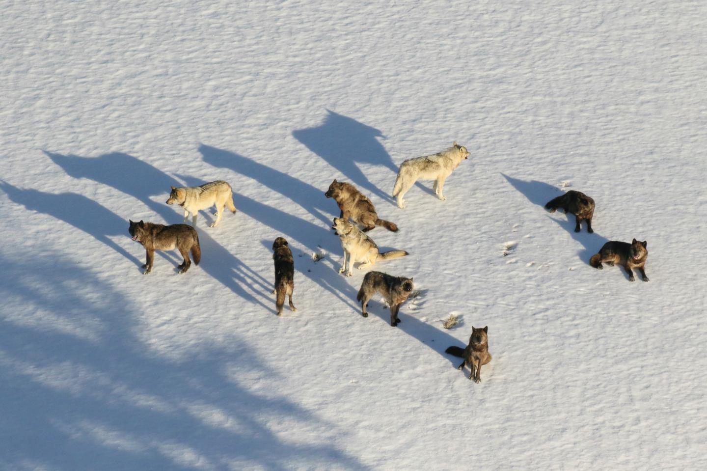 Pack of wolves