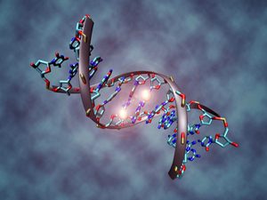 A methylated DNA molecule