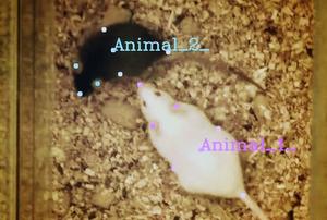 SimBA analysis of mouse behavior