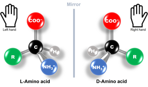 Amino acids are chiral molecules, i.e., they can be left handed or right handed. However, only L-Amino acids occur in nature.