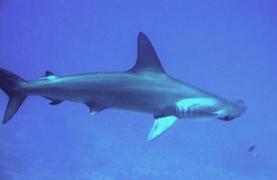 Hammerhead Shark