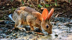 Wild European rabbit, individual photographed in its native range in Iberia.