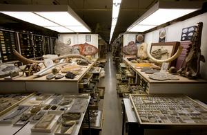 Smithsonian fossil collections