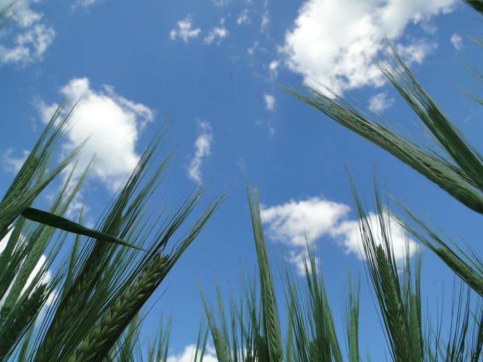 Yield potential of barley