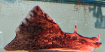 Adult Aplysia californica