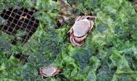 Small Crabs on Netting