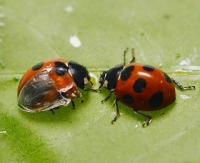 Ladybug with Artificial Wing