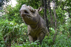 Sumatran rhino