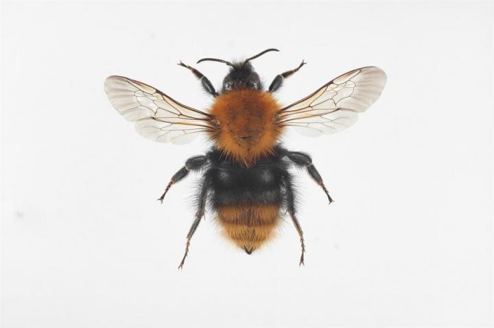 <i>Bombus pascuorum</i>