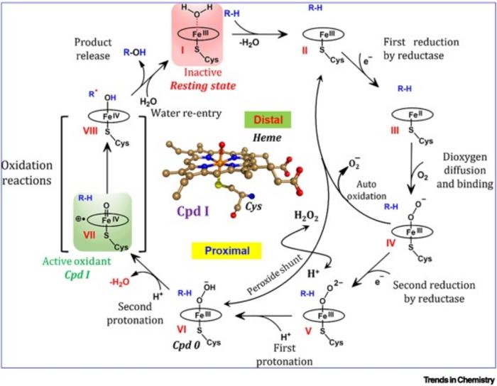 A generic catalytic cycle of CYP450s