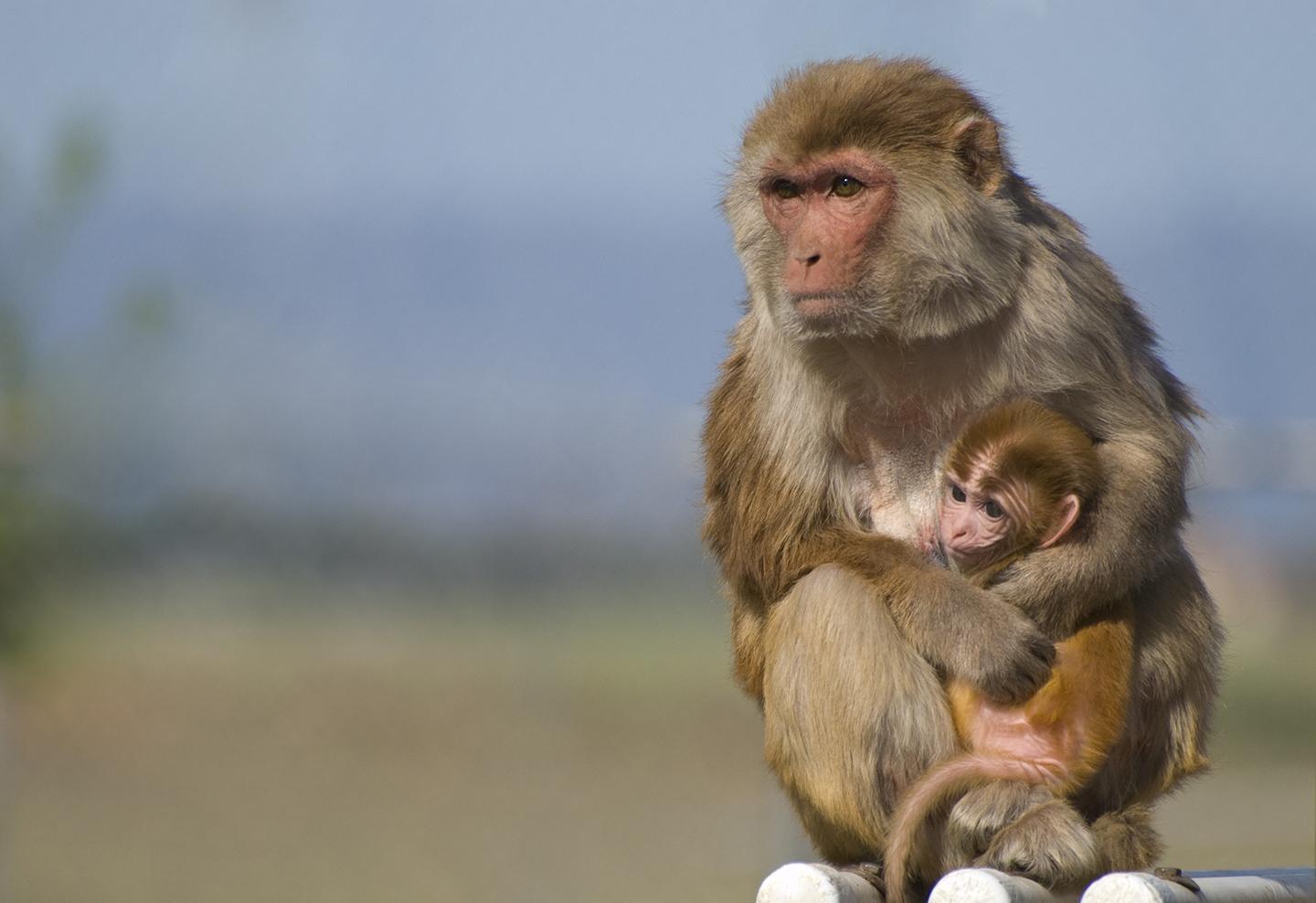 Human and Macaque Breast Milk Compared