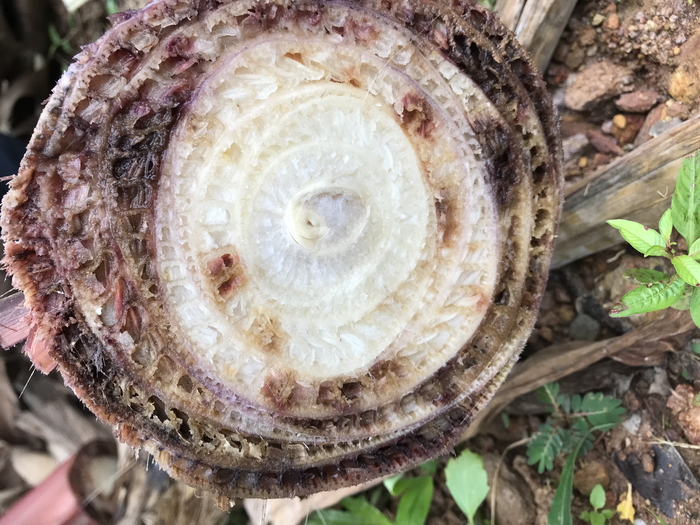 Bananas infected with Foc