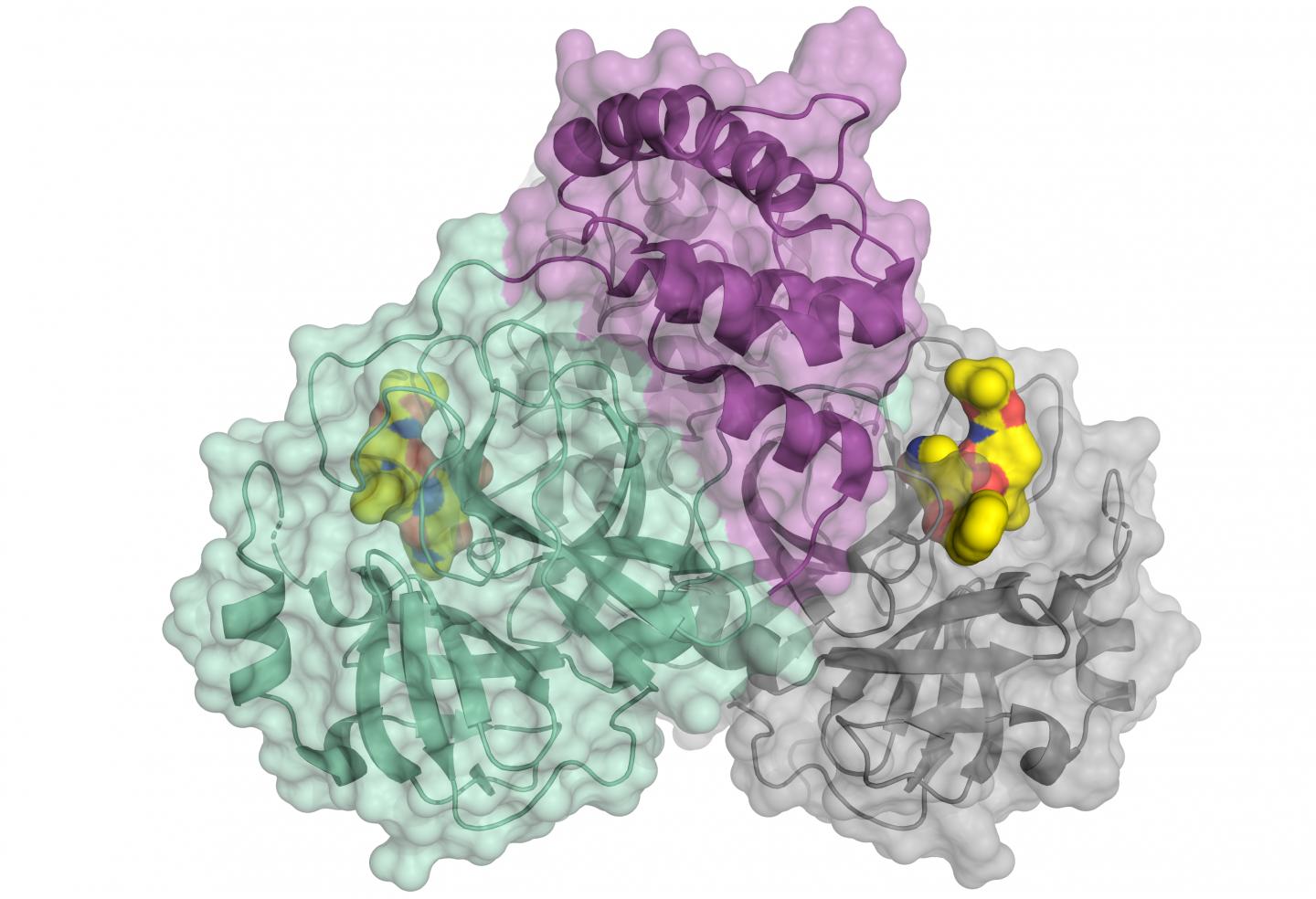 Main Protease of SARS-CoV2