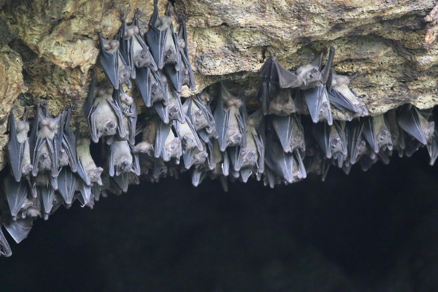 Egyptian Fruit Bats