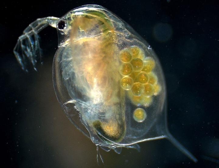 Female Adult of the Water Flea, <i>Daphnia</i>