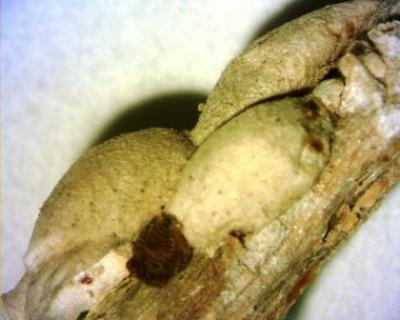 <i>Eriococcus abaii</i> (Danzig)