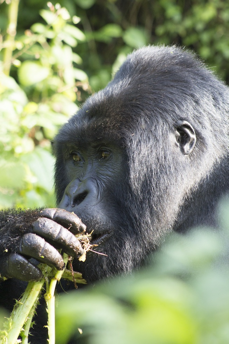 Mountain gorilla chews plant in wild