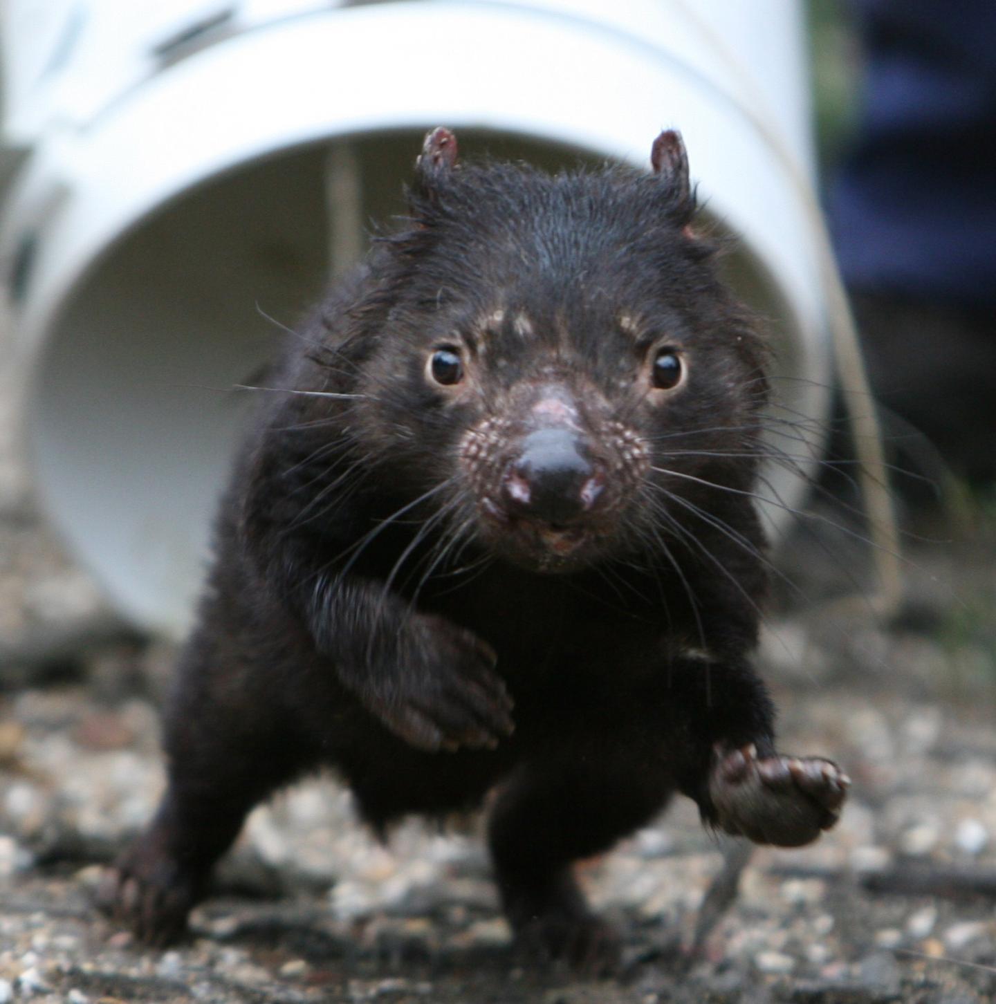 Tasmanian devil outlet