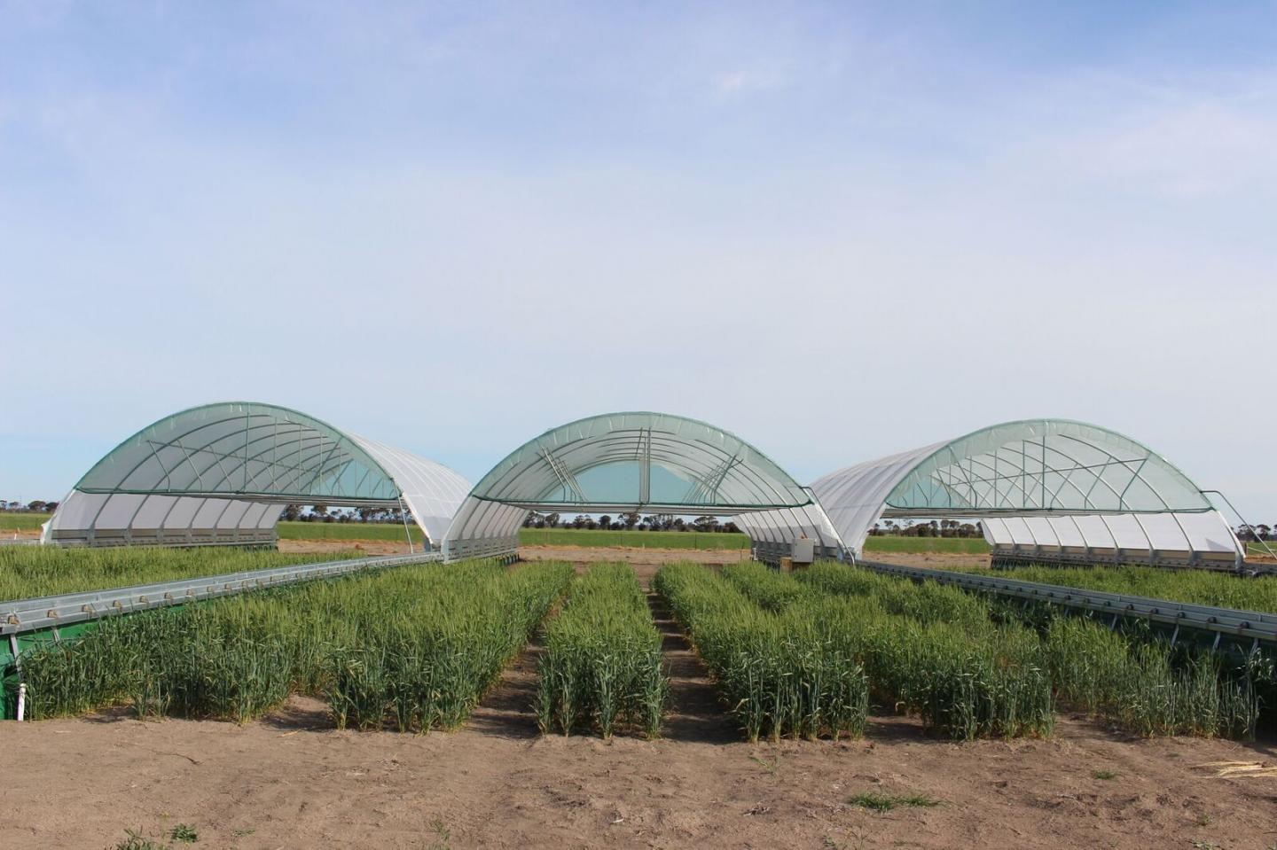 Wheat under Rainout Shelter