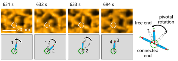 Figure 3.  Molecular motion of the protein needles (rPN) showed pivotal rotations around the His-tag interaction