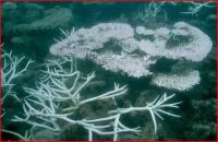 Bleached branching 'finger' corals