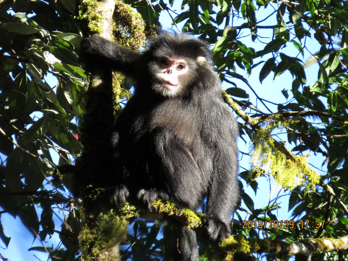 Myanmar Snub-Nosed Monkey