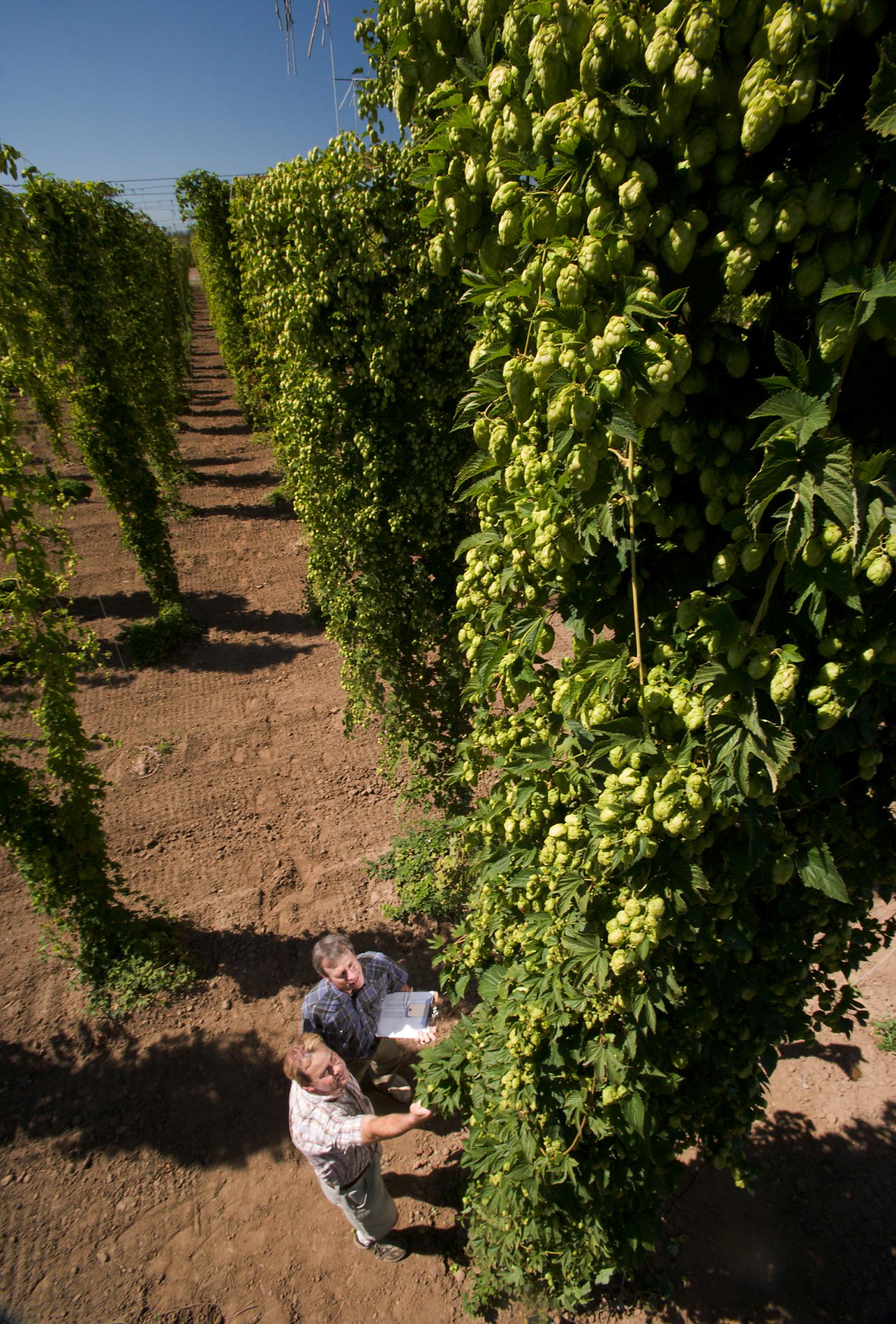 Growing Hops