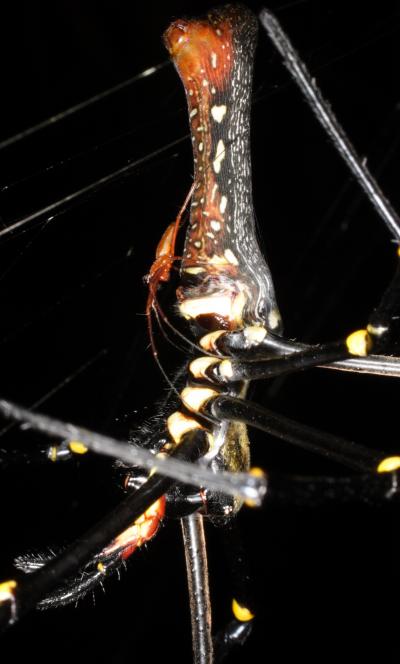 Male and Female Golden Orb Weaver Spider