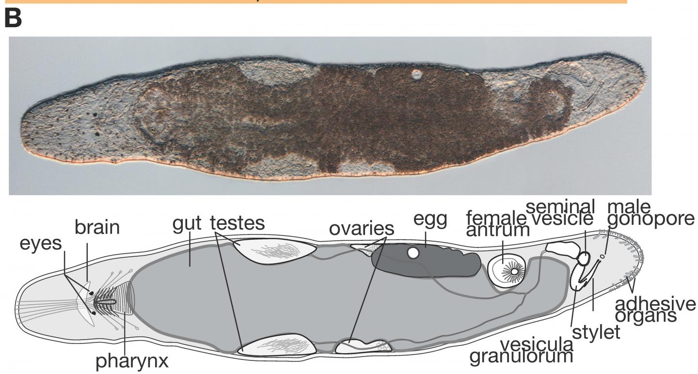 Inside the Flat Worm that Rege [IMAGE] EurekAlert! Science News Releases