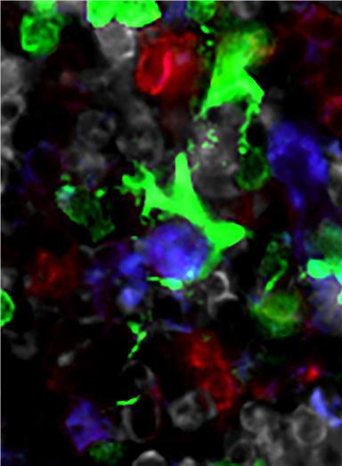 Immunofluorescence Capture