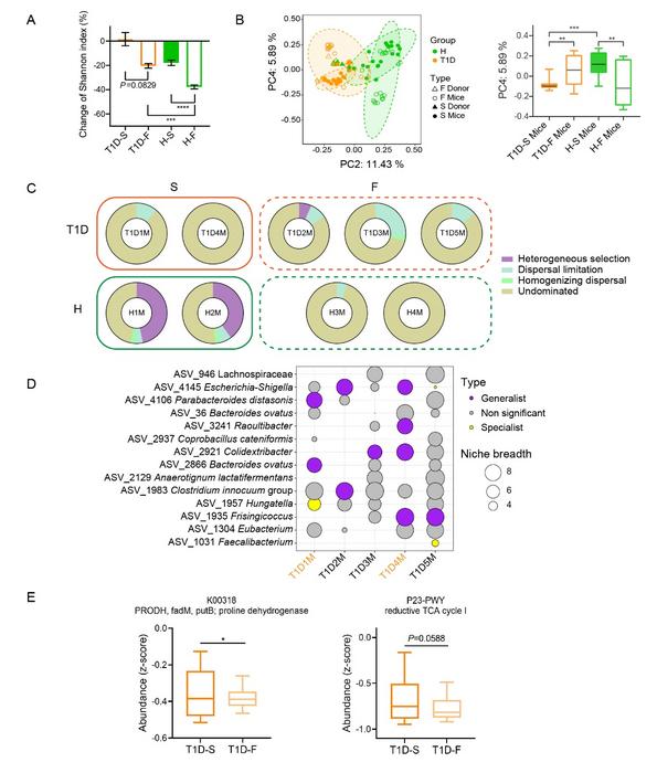 Microbiota analysis of human donor and recipient mice