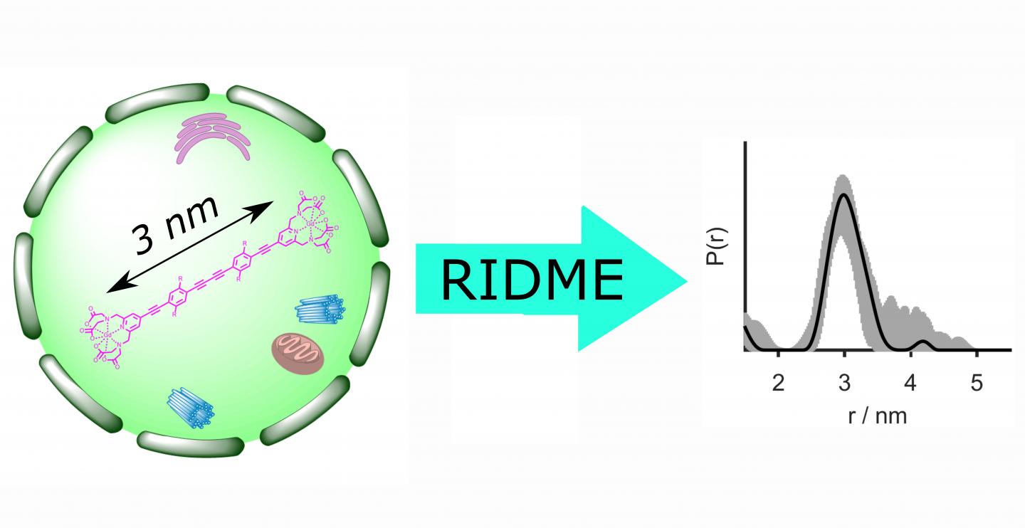 Illustration of in-cell RIDME Distance Determination