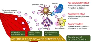 Exosomes secreted by skeletal muscles