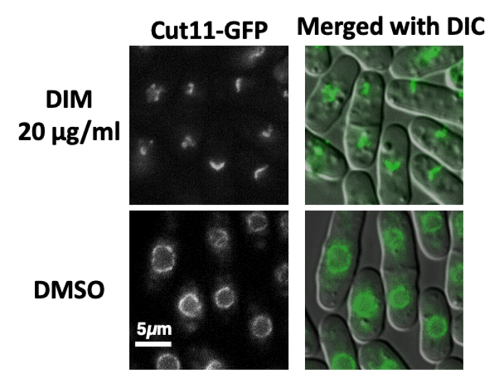 DIM damages nuclear membrane in fission yeast