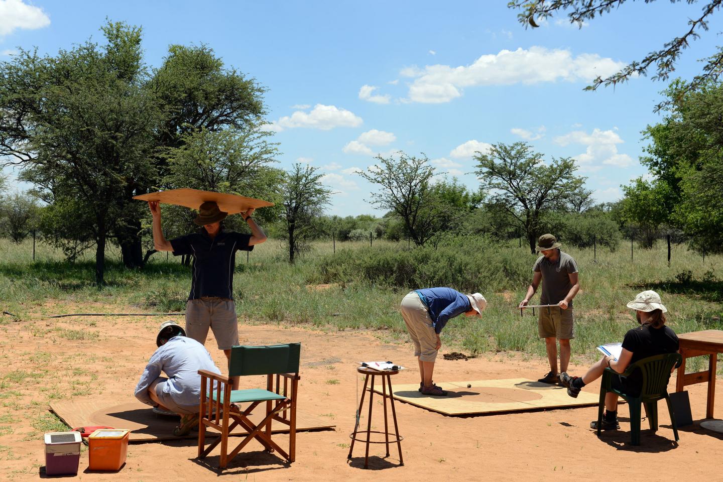 Dung Beetle Research