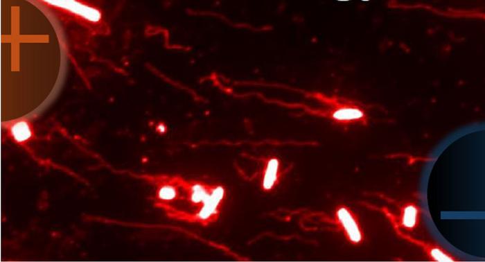 Salmonella image