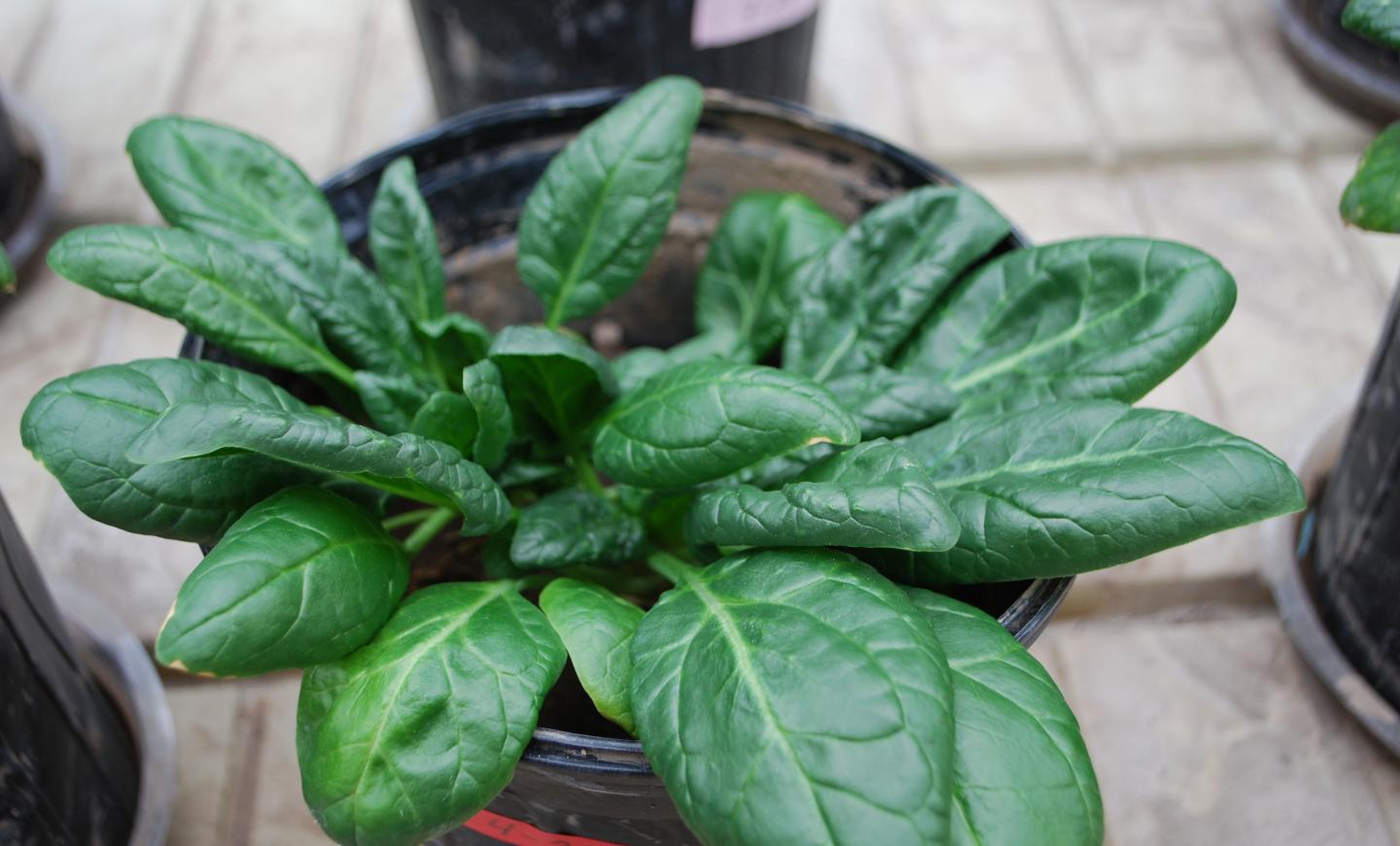 Health Spinach Plant [IMAGE] EurekAlert! Science News Releases