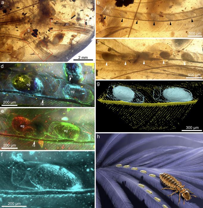 Fossilized nits of chewing lice