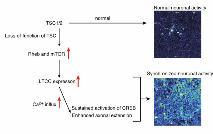 A schematic model of the mechanism of enhanced activation of TSC neurons