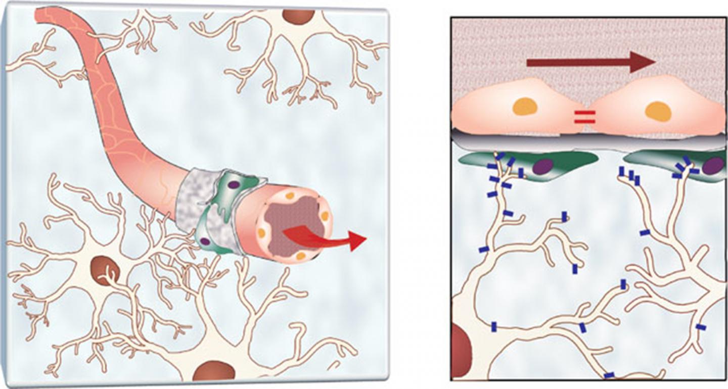 Blood Brain Barrier Diagram IMAGE EurekAlert Science News Releases