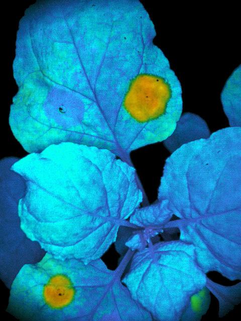 Planta azul con zonas de acumulación de carotenoides