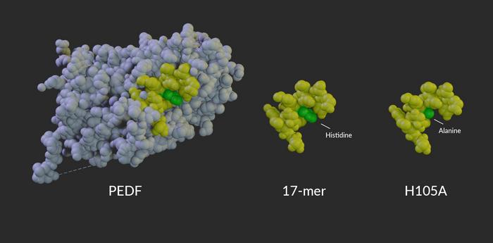 PEDF and peptides