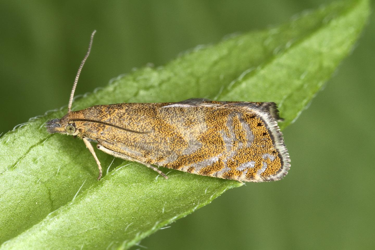 The newly discovered Dichrorampha velata moth