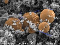 A Bacteria Surviving on Hydrogen 2.8 Km beneath Earth's Surface