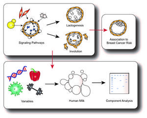 POTENTIAL RESEARCH THAT CAN BE CONDUCTED USING 3D HUMAN BREAST ORGANOID MODELS