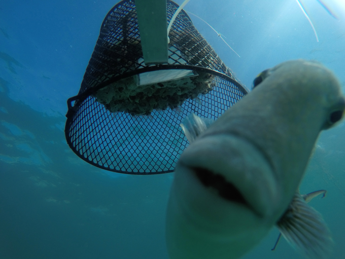 Triggerfish, Brazil
