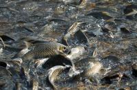 Fish spawning in conservation reserve in northern Thailand
